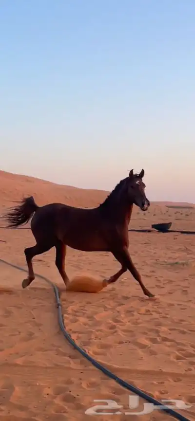 للبيع فرس شعبيه تنافس الواهو 1