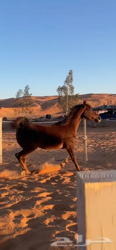 للبيع فرس شعبيه تنافس الواهو 2