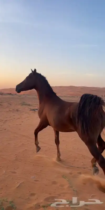 للبيع فرس شعبيه تنافس الواهو 0