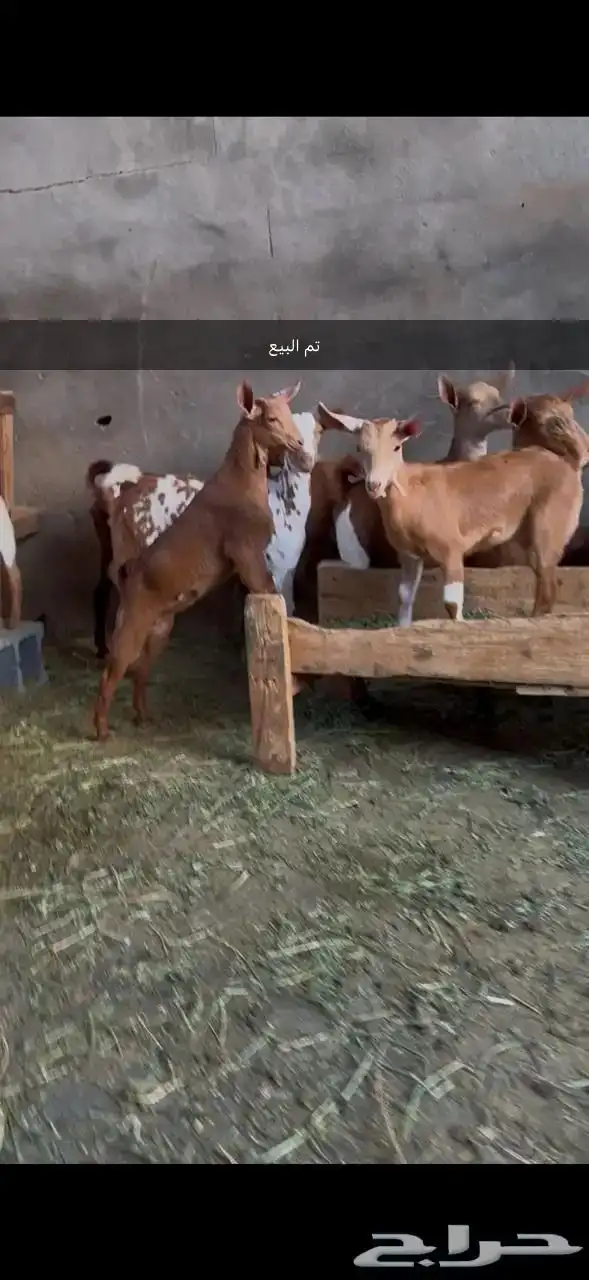 غنم دهم تم البيع الله يبارك للمشتري 0