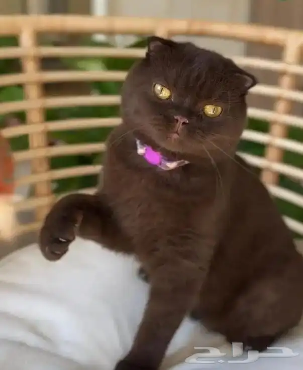 قطط للتزاوج بسعر مناسب ورمزي للجميع 0