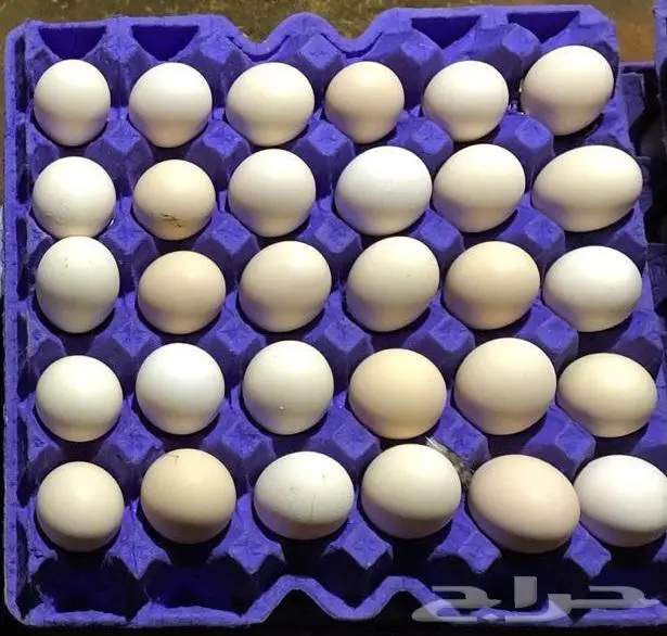 (حليب لبن جبن قشطة لبى زبدة سمن) غنم بيض بلدي 10