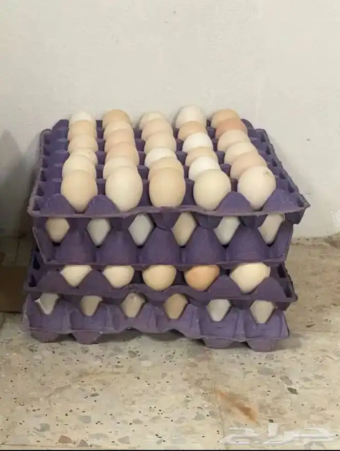 بيض براهما للبيع سوبر سوبر جامبو 0