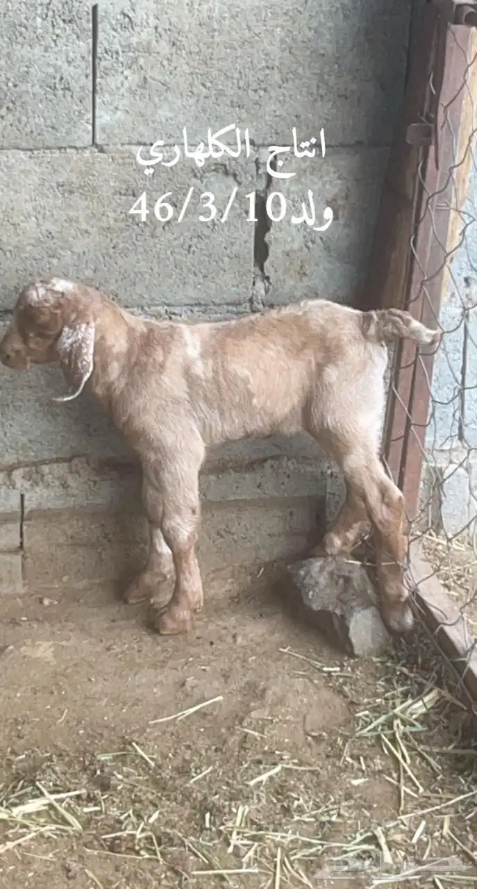 تيس كلهاري فاخر ( تم البيع ) 3