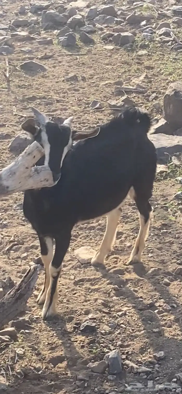 تيس احو معزى الحو الاصيله 4