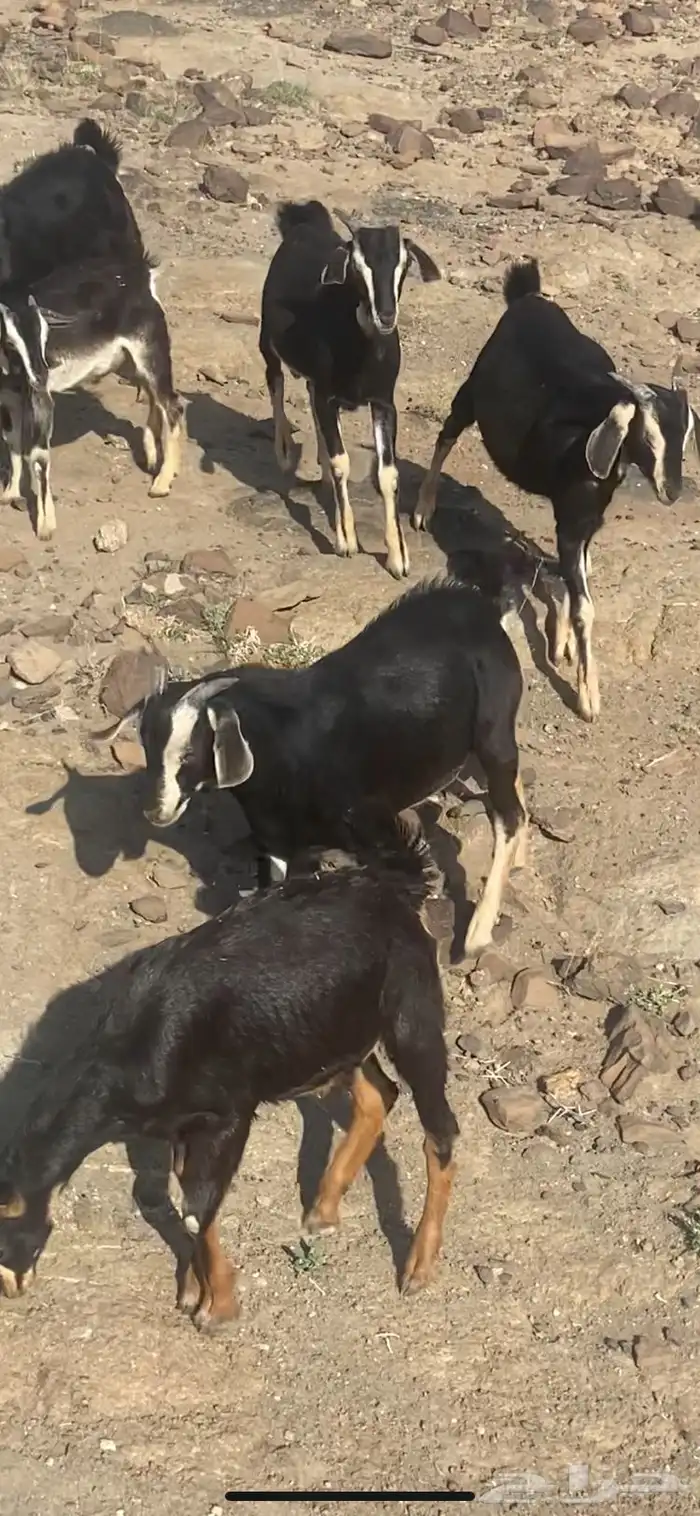 تيس احو معزى الحو الاصيله 2