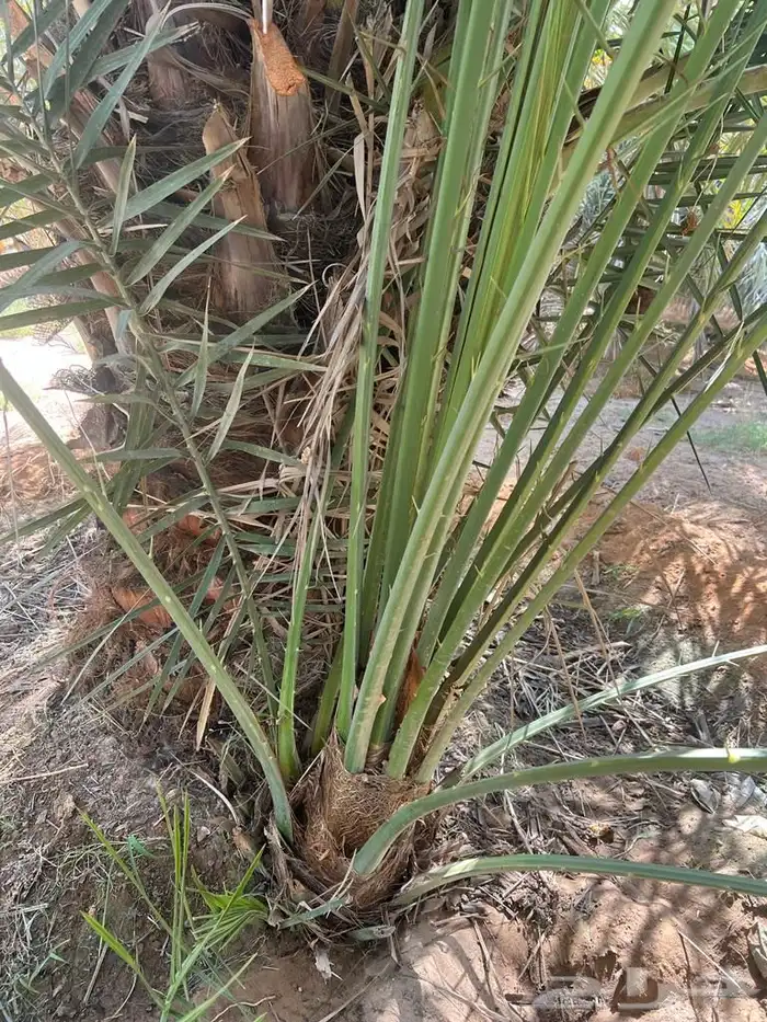 نخل مثمر للبيع مع الغرس 4