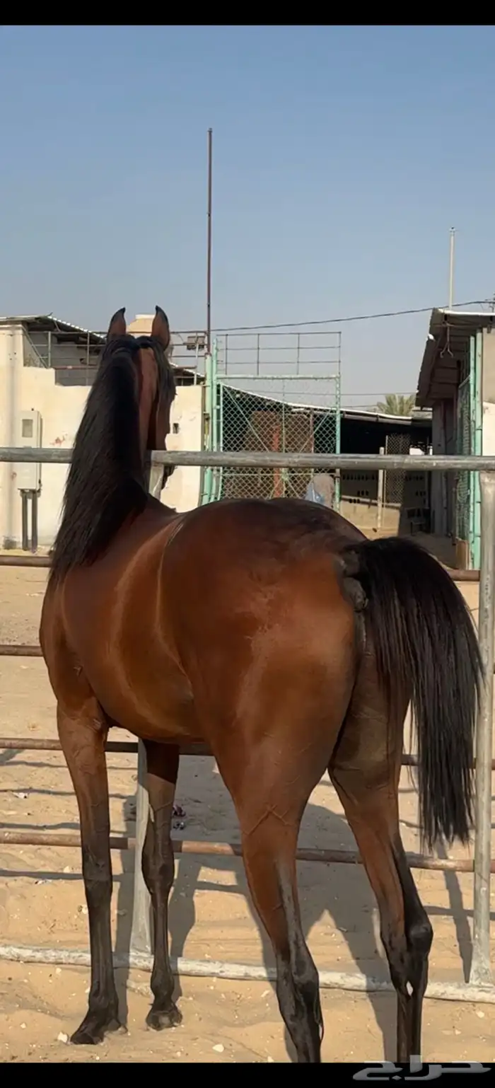 الي يبغى مهر واهو طيب وجبر ليفوته 8