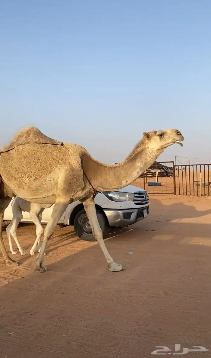 خلفه شقحه كفو 2
