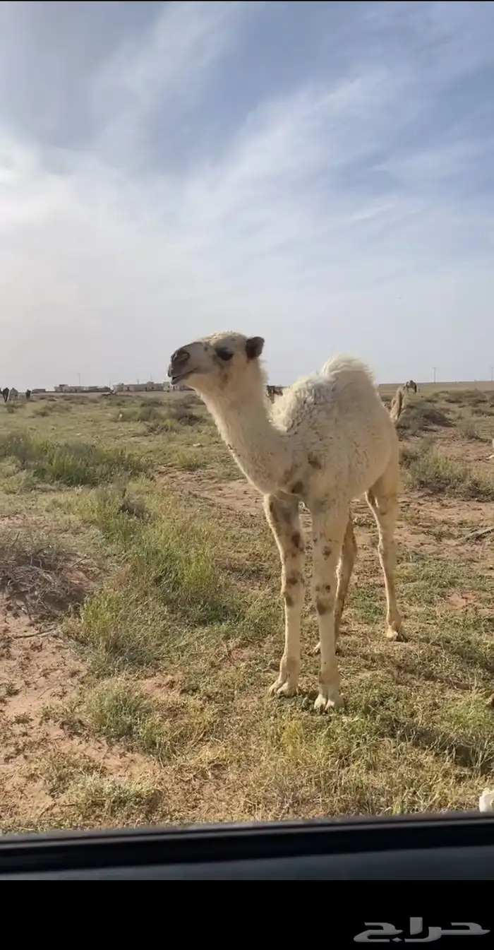 بكره. باتليه. 0