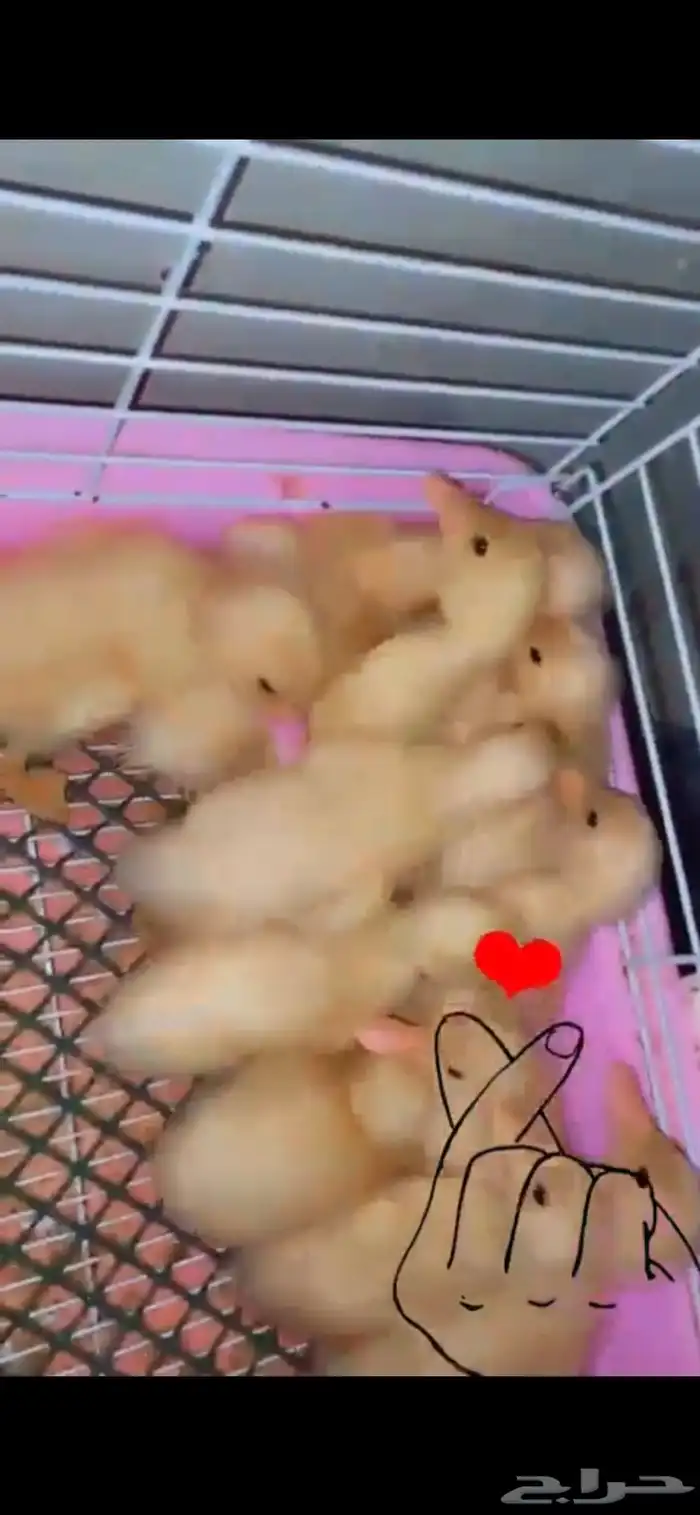 متوفر لدينا صوص بط بكيني بكميات كبيرة 0