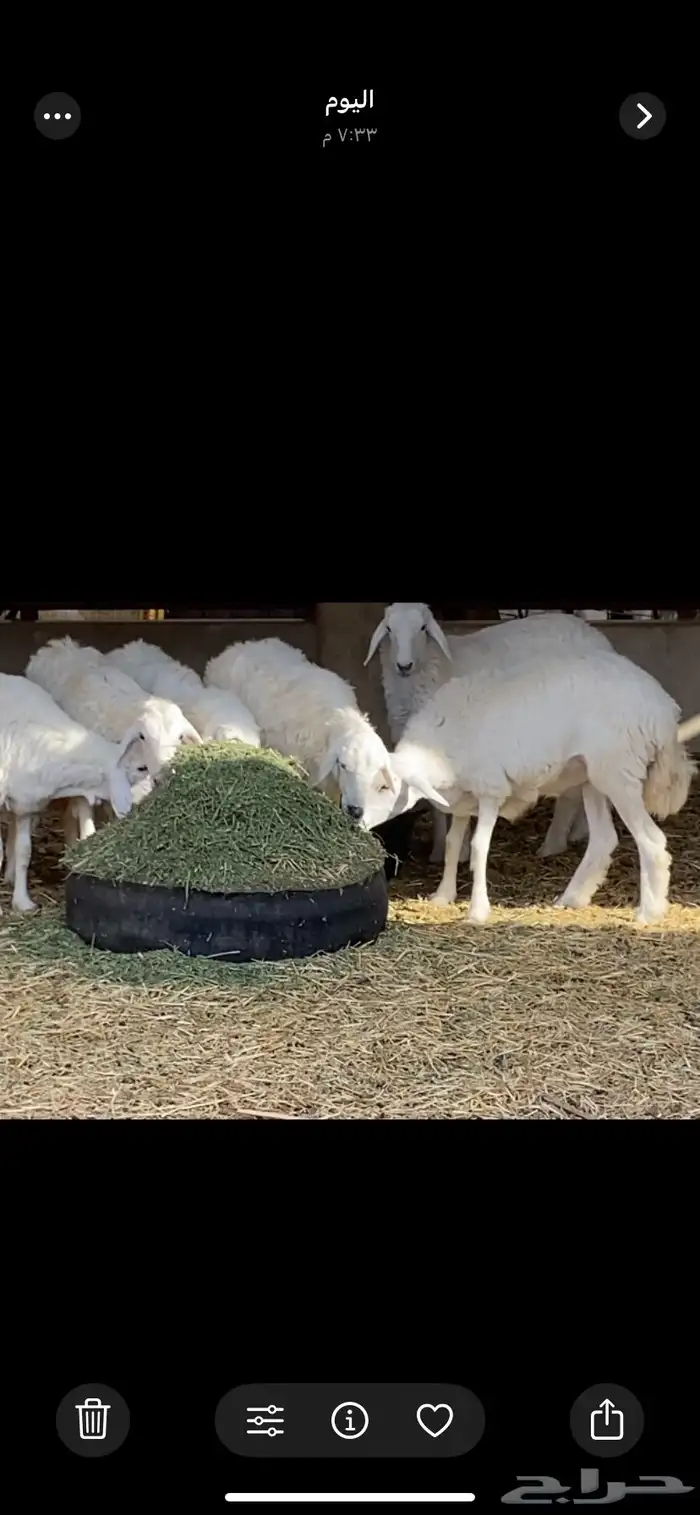 حريات جذيعات دفيع 2