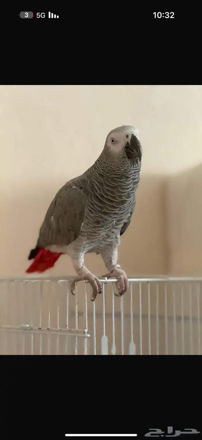 ذكر ببغاء كاسكو اليف (تم البيع) الله يبارك لراعيه 0