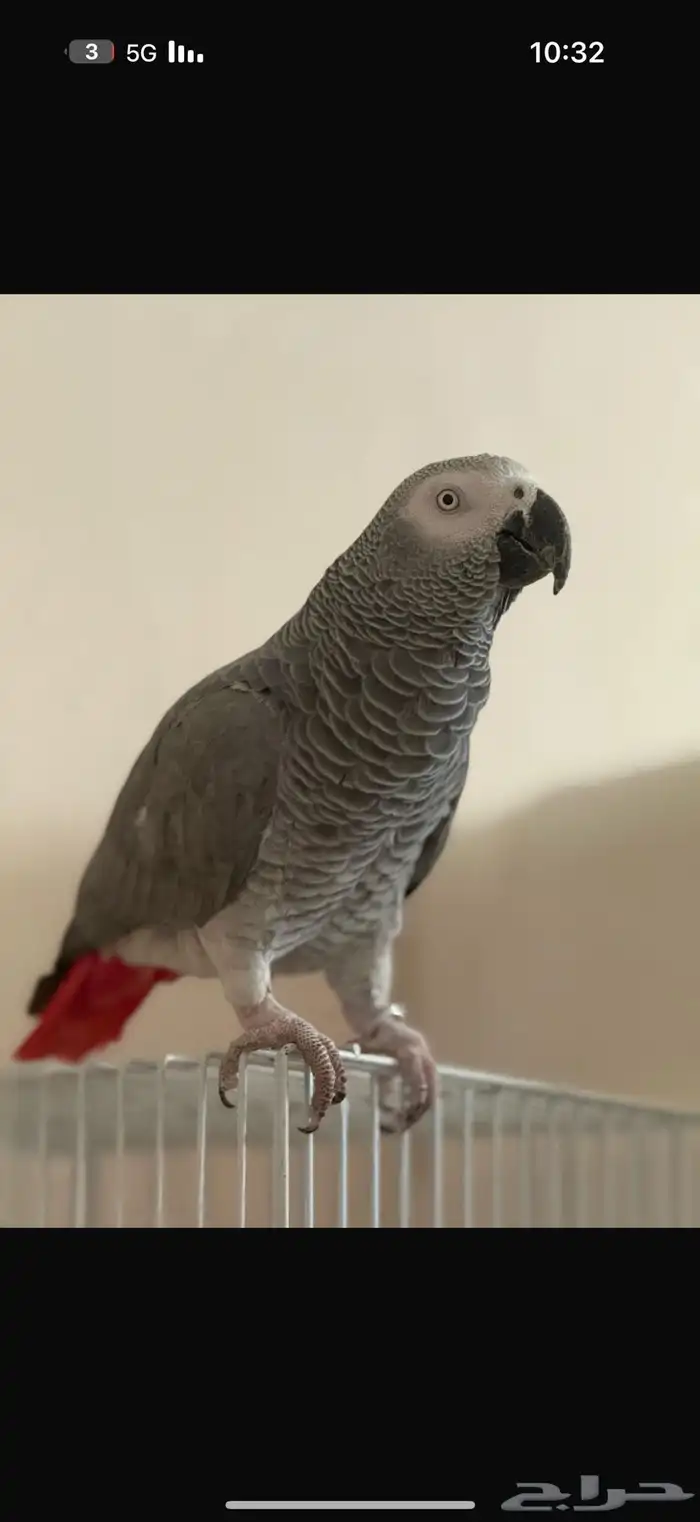 ذكر ببغاء كاسكو اليف (تم البيع) الله يبارك لراعيه 1