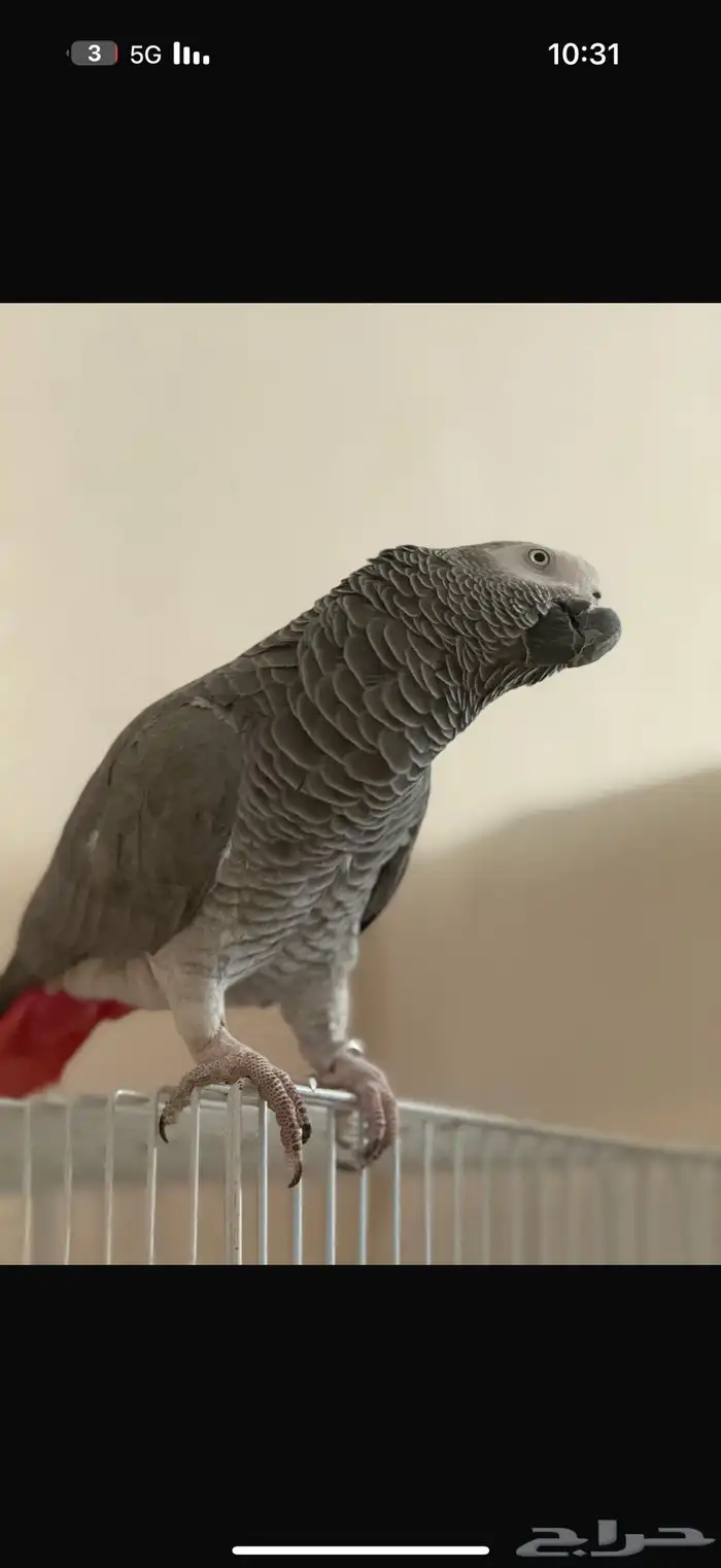 ذكر ببغاء كاسكو اليف (تم البيع) الله يبارك لراعيه 2