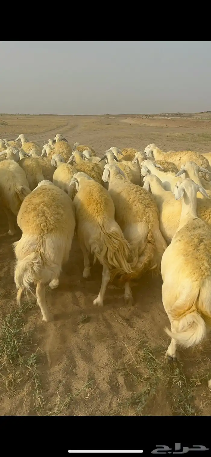 غنم حرية منوة القناي جرروم بمعنا الكلمه 75 تحتها 5 30