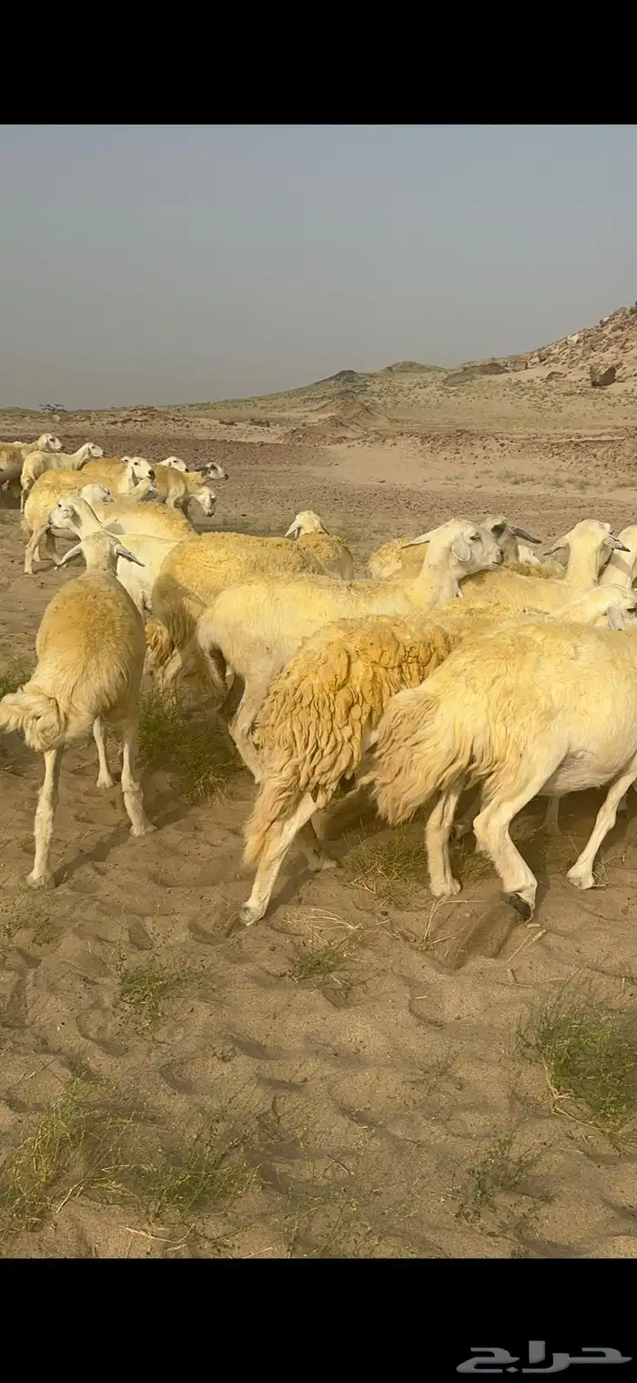 غنم حرية منوة القناي جرروم بمعنا الكلمه 75 تحتها 5 3