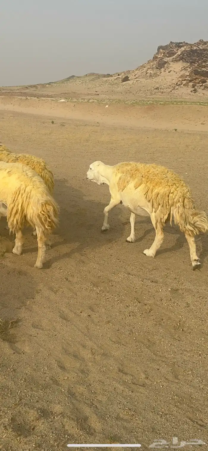 غنم حرية منوة القناي جرروم بمعنا الكلمه 75 تحتها 5 19