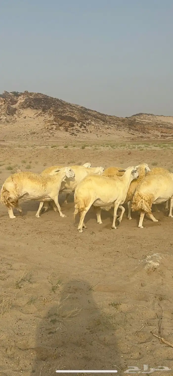 غنم حرية منوة القناي جرروم بمعنا الكلمه 75 تحتها 5 14