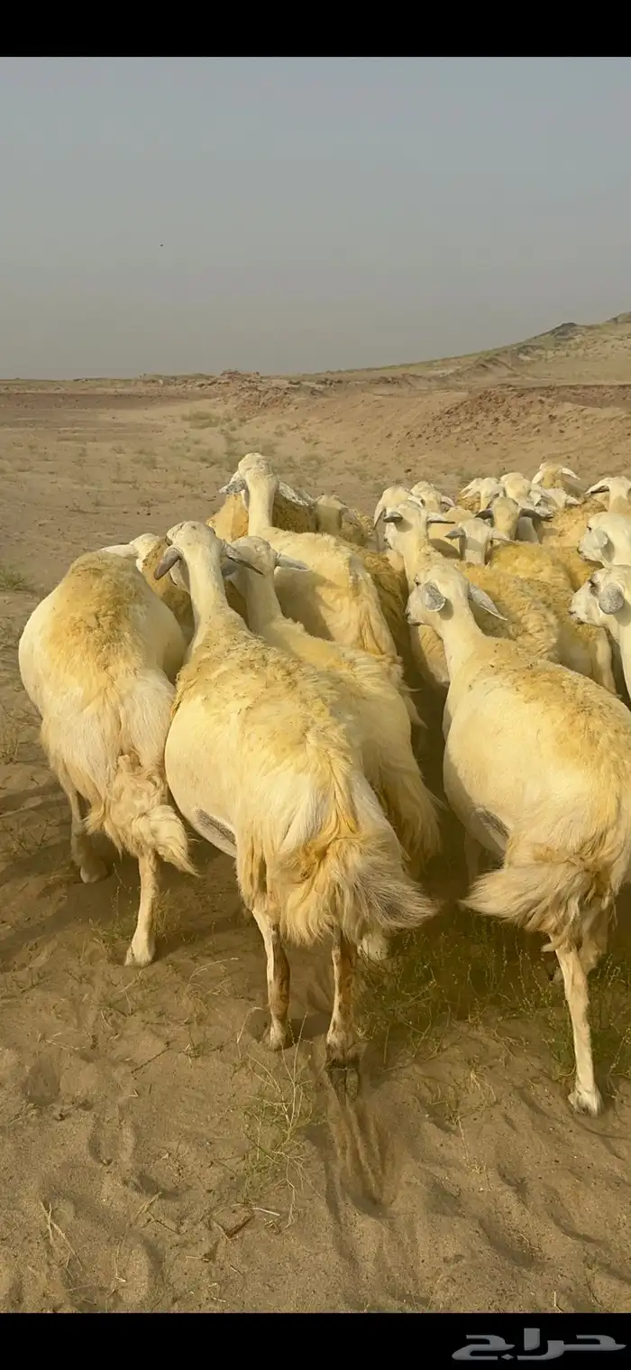 غنم حرية منوة القناي جرروم بمعنا الكلمه 75 تحتها 5 12