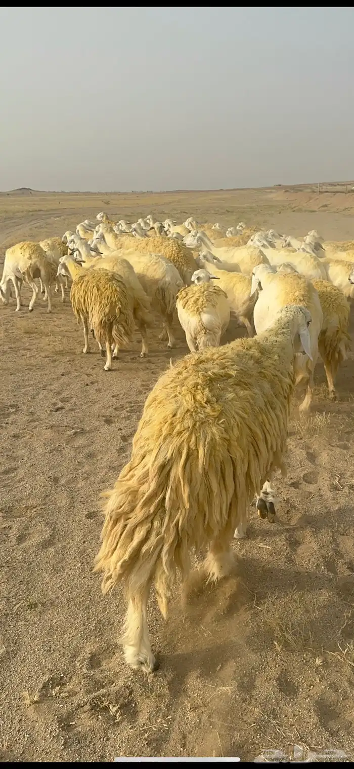 غنم حرية منوة القناي جرروم بمعنا الكلمه 75 تحتها 5 34