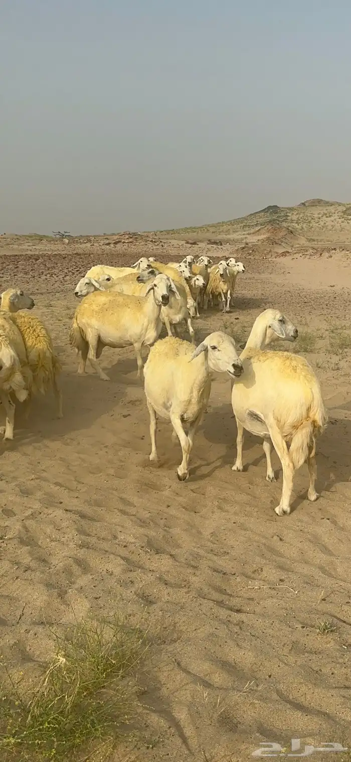 غنم حرية منوة القناي جرروم بمعنا الكلمه 75 تحتها 5 1