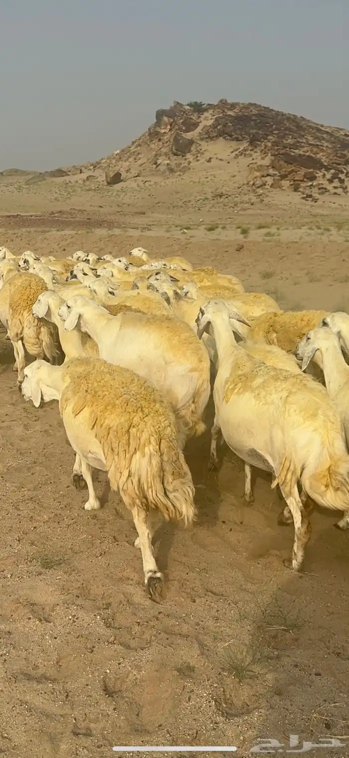 غنم حرية منوة القناي جرروم بمعنا الكلمه 75 تحتها 5 13