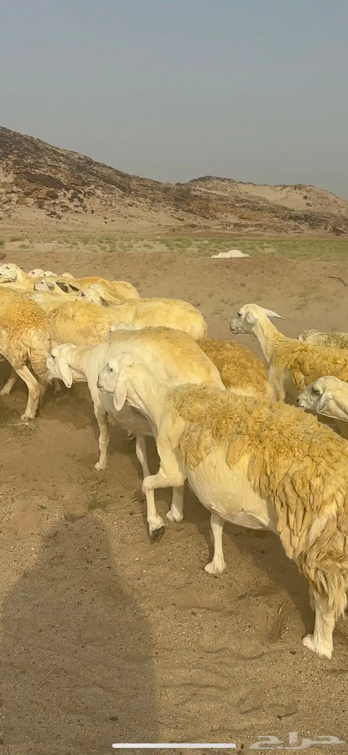 غنم حرية منوة القناي جرروم بمعنا الكلمه 75 تحتها 5 16