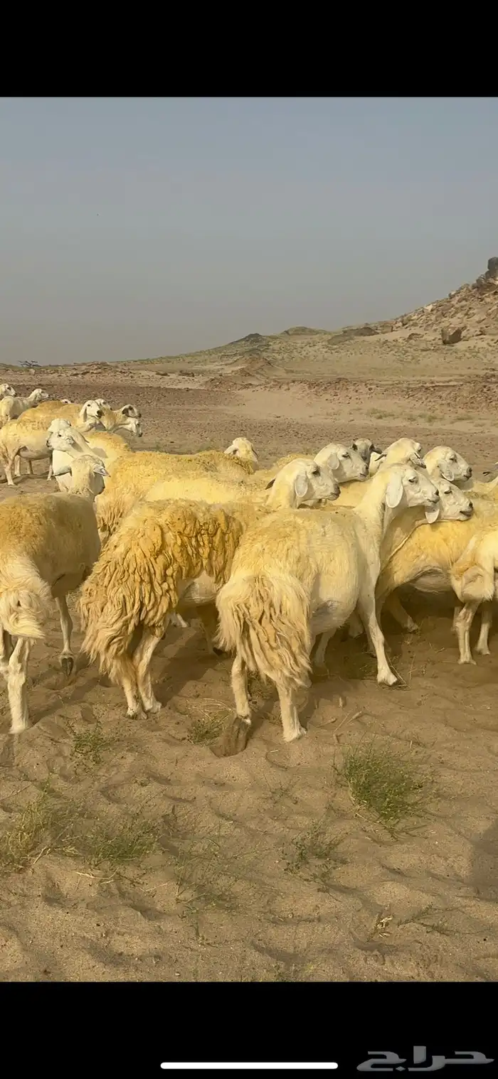 غنم حرية منوة القناي جرروم بمعنا الكلمه 75 تحتها 5 2