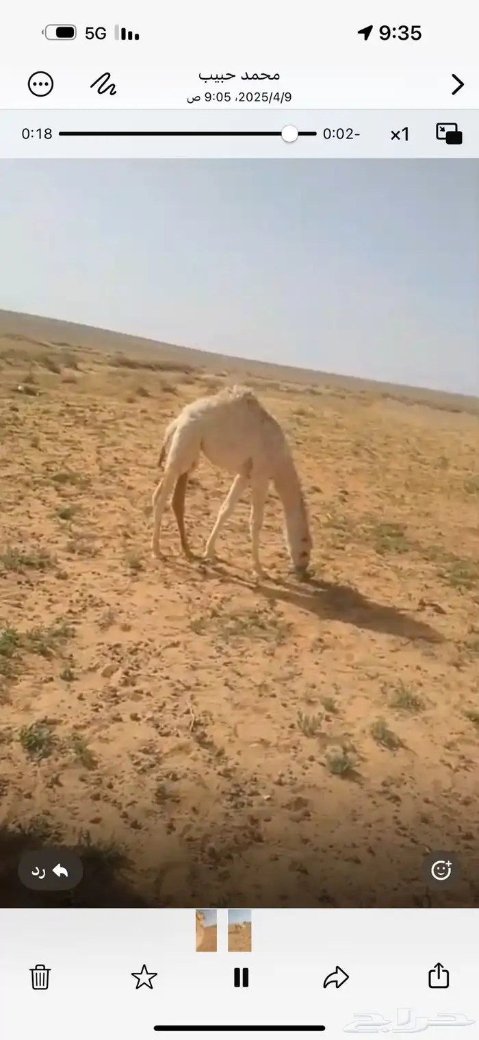 خلف للبيع 0