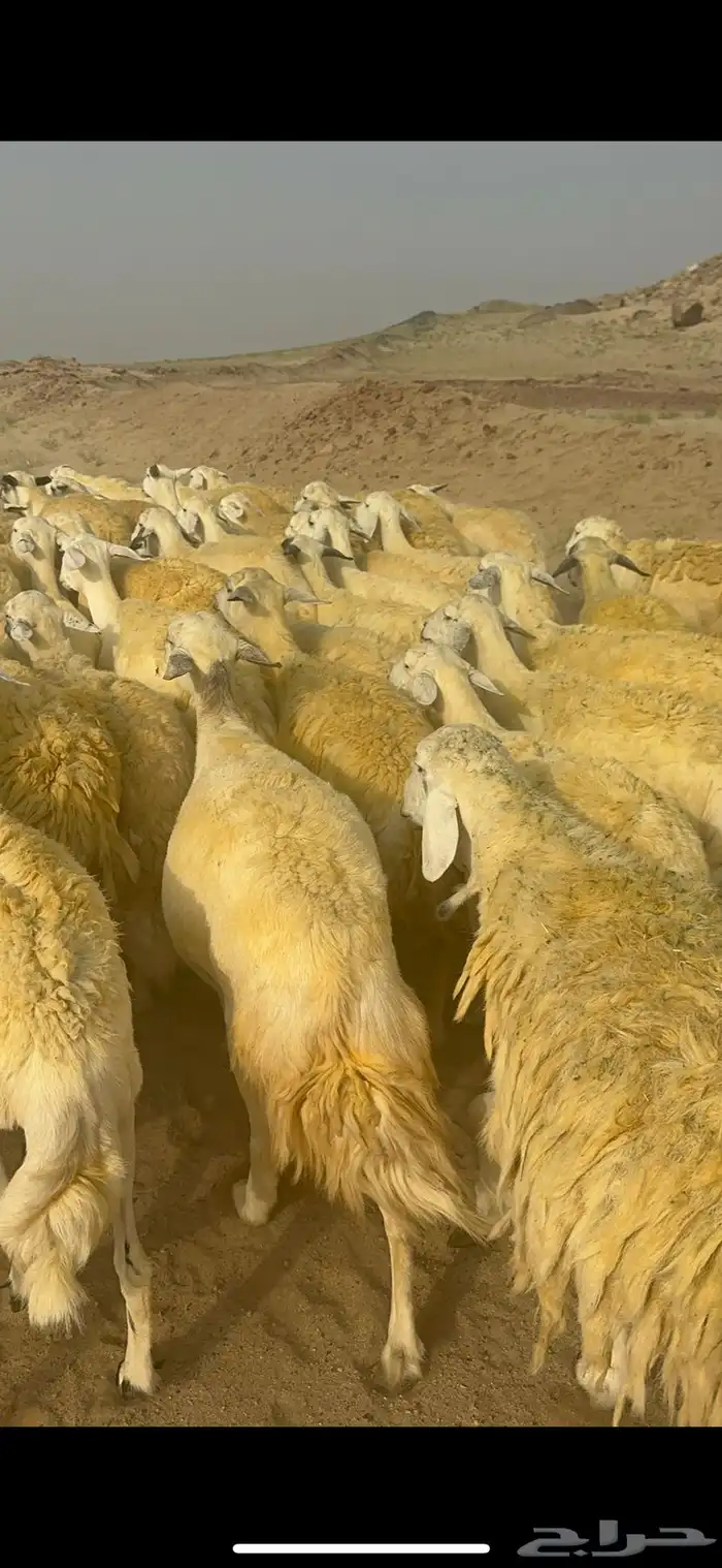 غنم حرية منوة القناي جرروم بمعنا الكلمه 75 تحتها 5 8