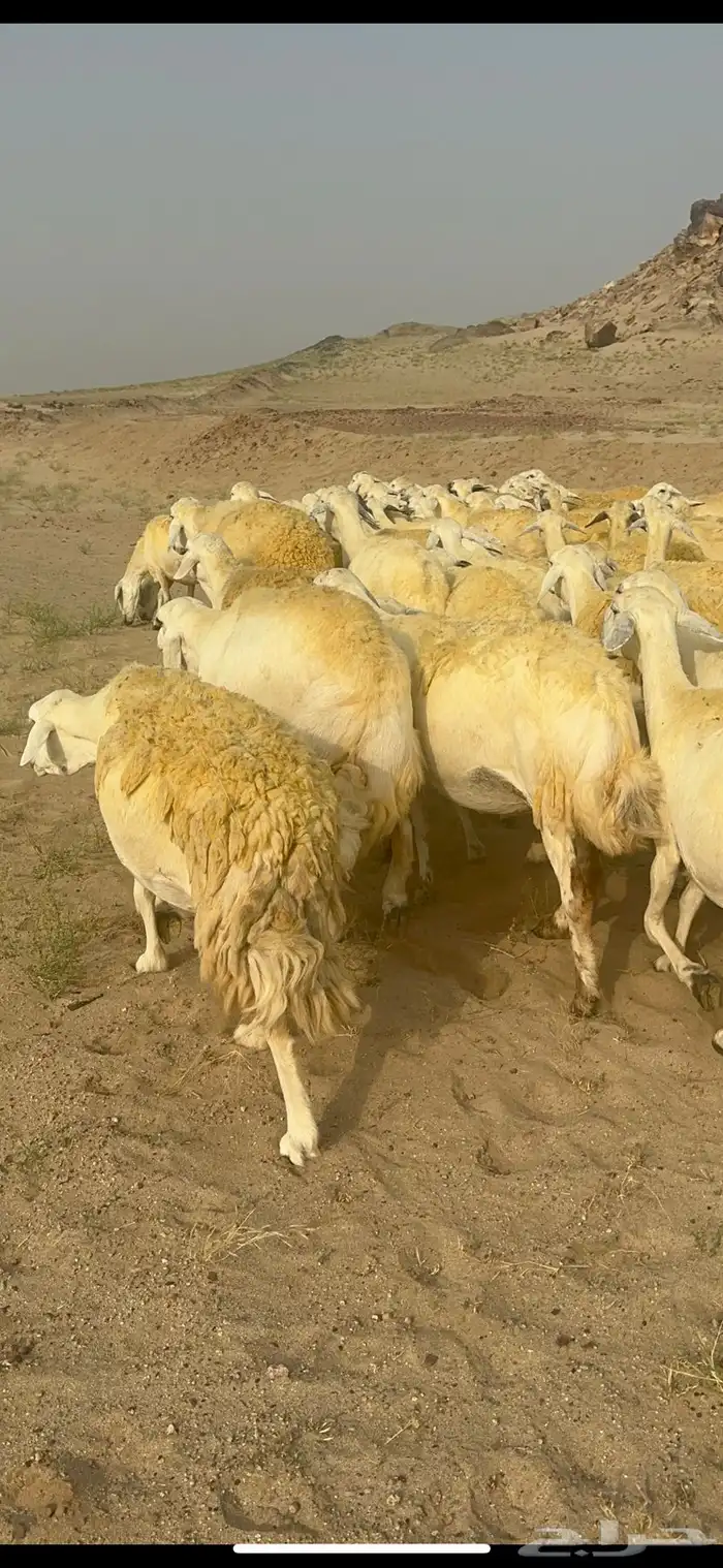 غنم حرية منوة القناي جرروم بمعنا الكلمه 75 تحتها 5 11