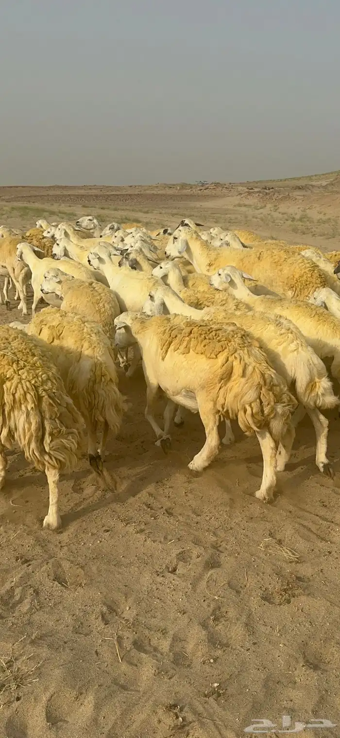 غنم حرية منوة القناي جرروم بمعنا الكلمه 75 تحتها 5 18