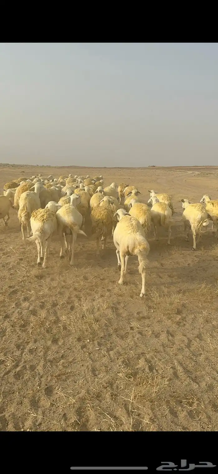 غنم حرية منوة القناي جرروم بمعنا الكلمه 75 تحتها 5 22