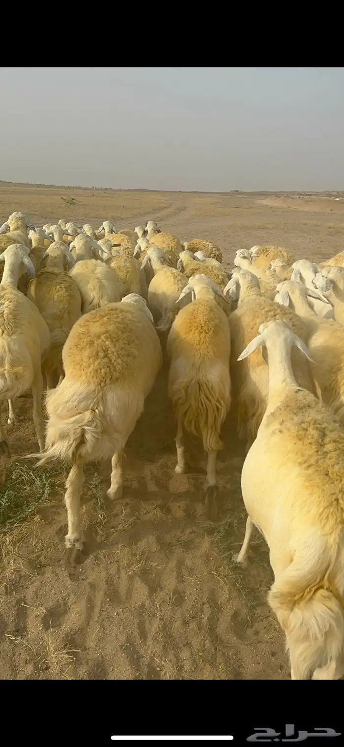 غنم حرية منوة القناي جرروم بمعنا الكلمه 75 تحتها 5 29