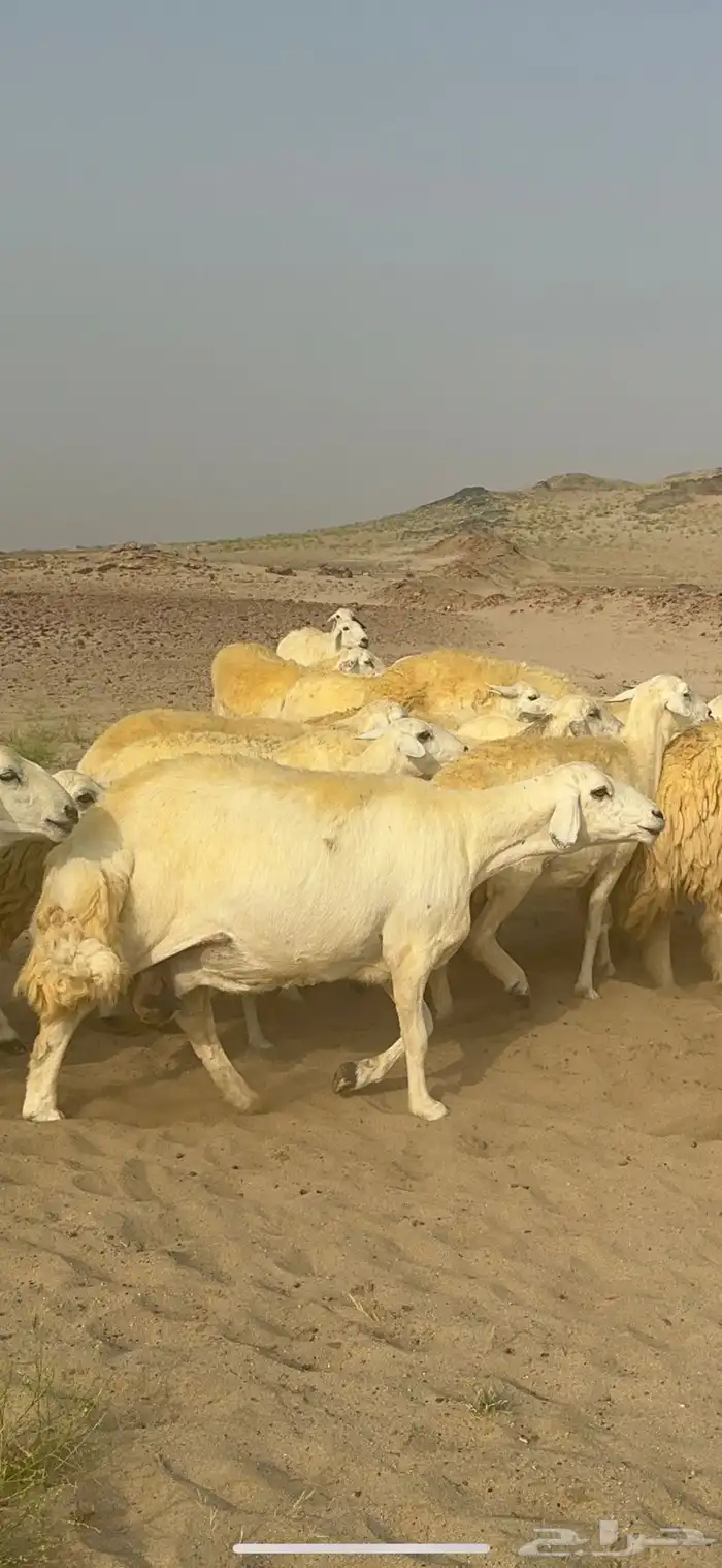 غنم حرية منوة القناي جرروم بمعنا الكلمه 75 تحتها 5 0