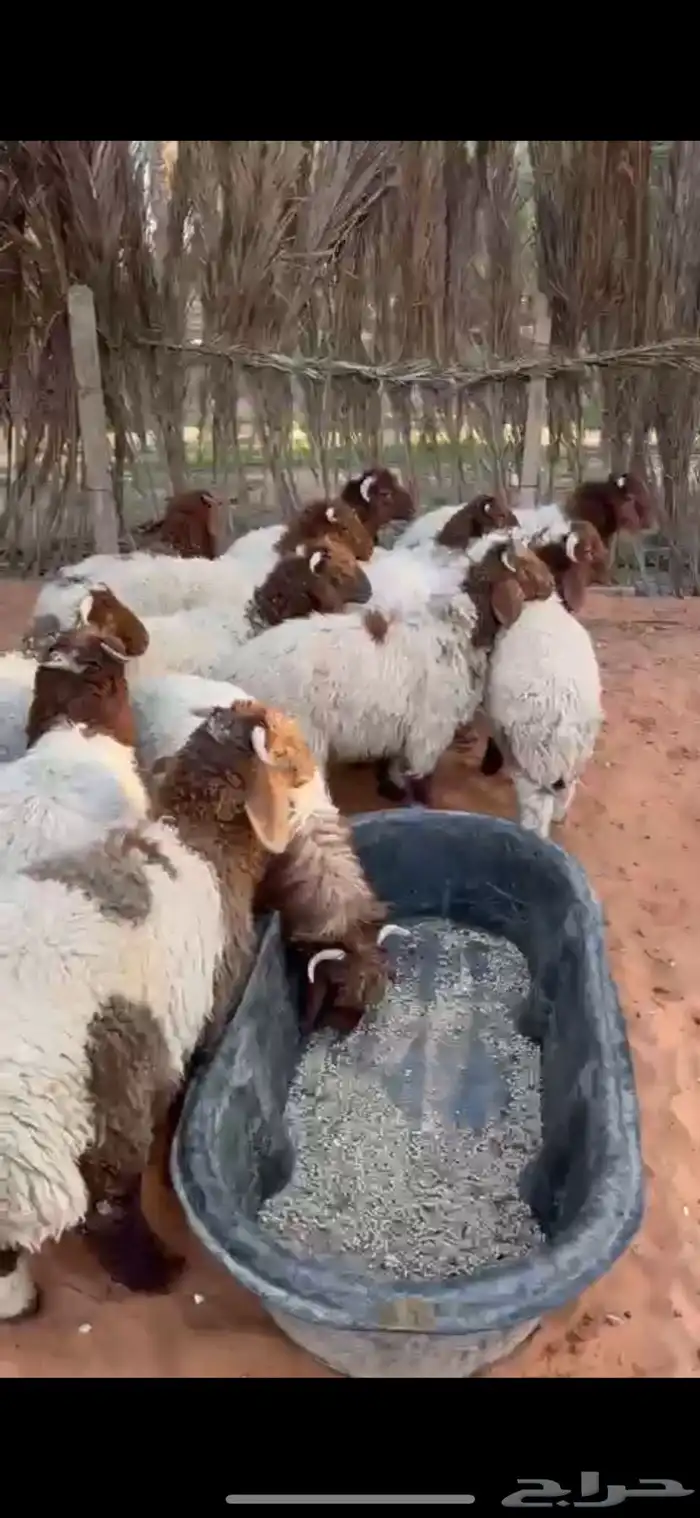 ذبائح نعيم 0