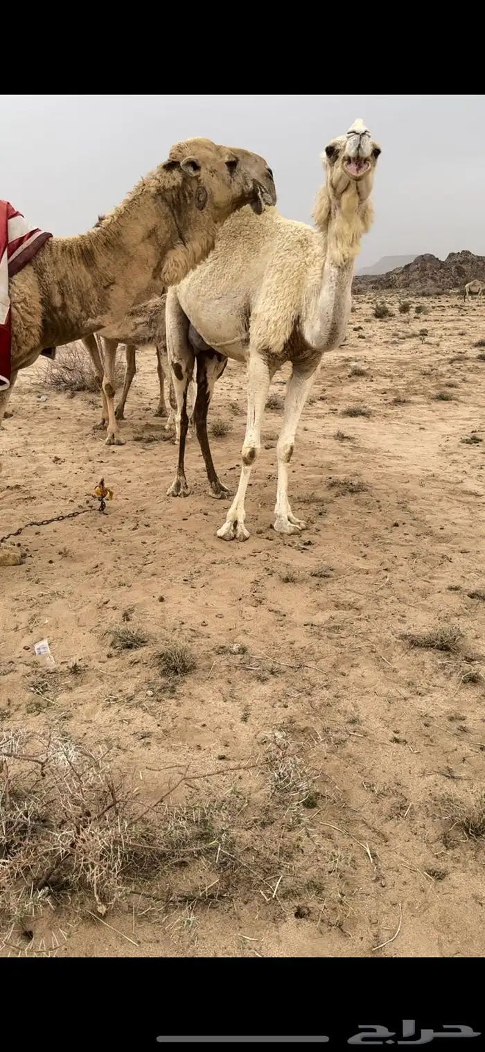 خلفه وضحا تحتها بكره الحليب واجد وهديه ومشروطه 4