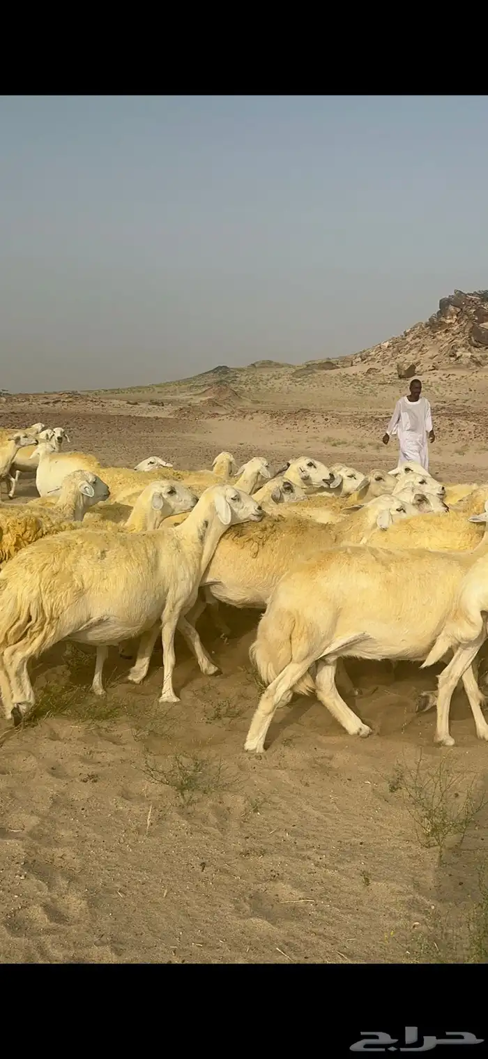 غنم حرية منوة القناي جرروم بمعنا الكلمه 75 تحتها 5 7