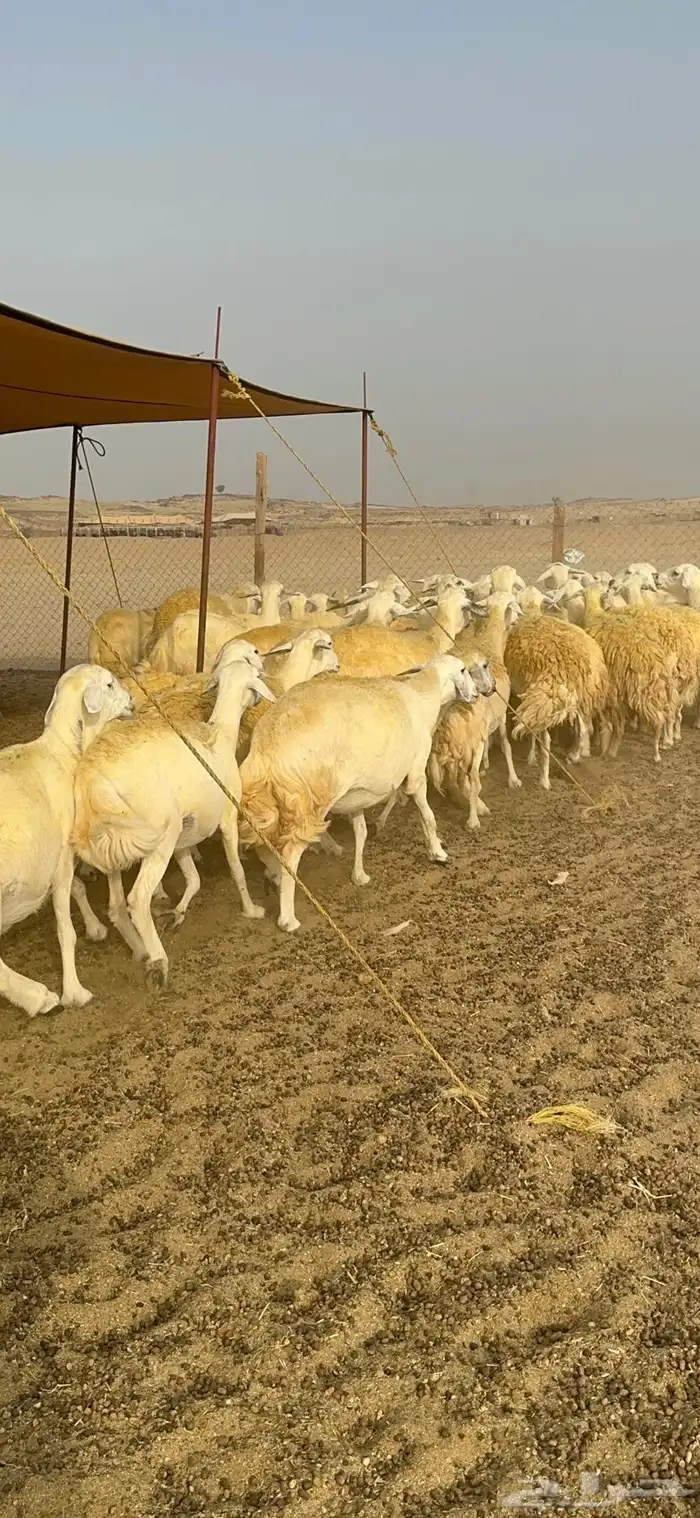 غنم حرية منوة القناي جرروم بمعنا الكلمه 75 تحتها 5 33