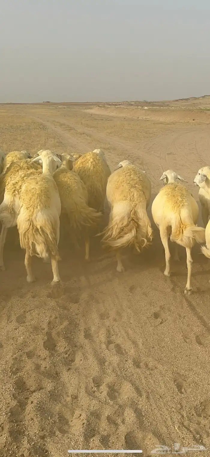 غنم حرية منوة القناي جرروم بمعنا الكلمه 75 تحتها 5 26