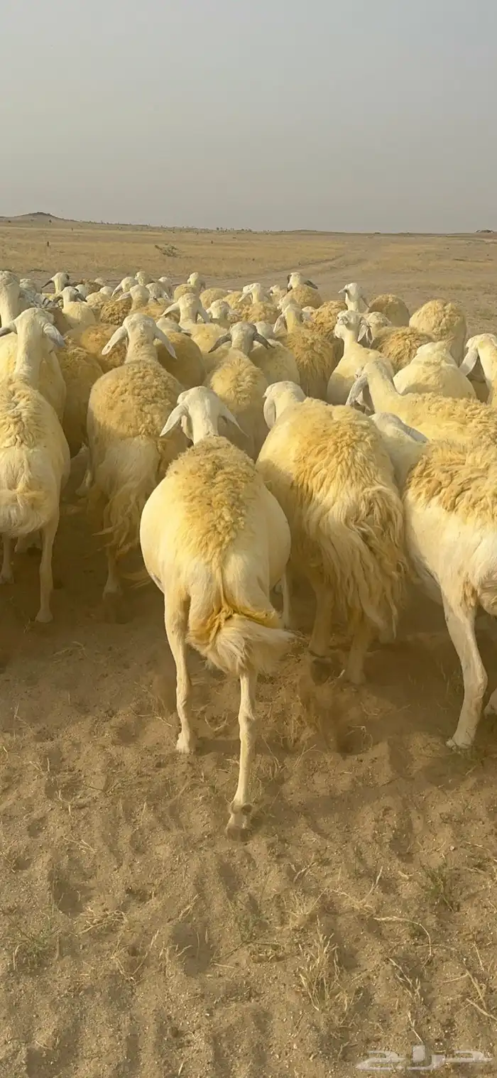 غنم حرية منوة القناي جرروم بمعنا الكلمه 75 تحتها 5 31