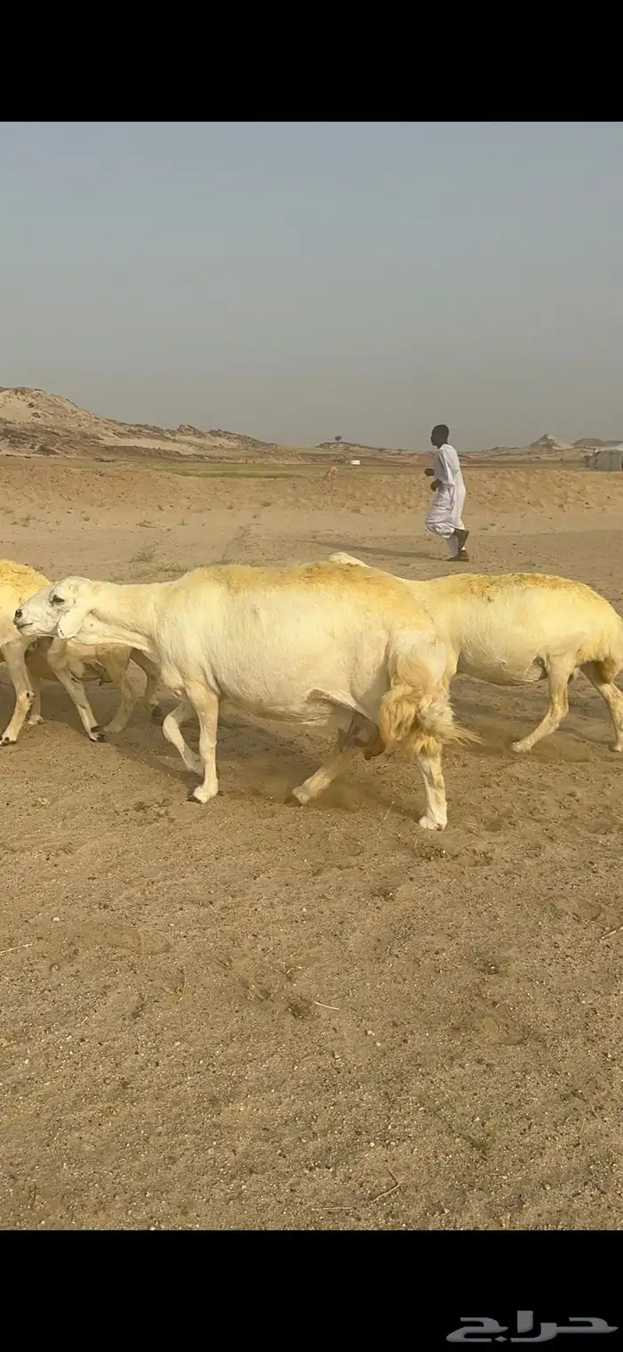 غنم حرية منوة القناي جرروم بمعنا الكلمه 75 تحتها 5 20