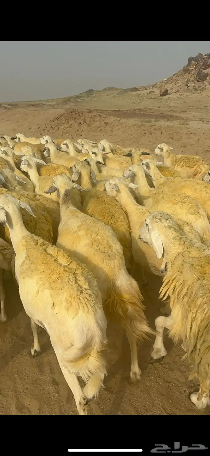 غنم حرية منوة القناي جرروم بمعنا الكلمه 75 تحتها 5 9