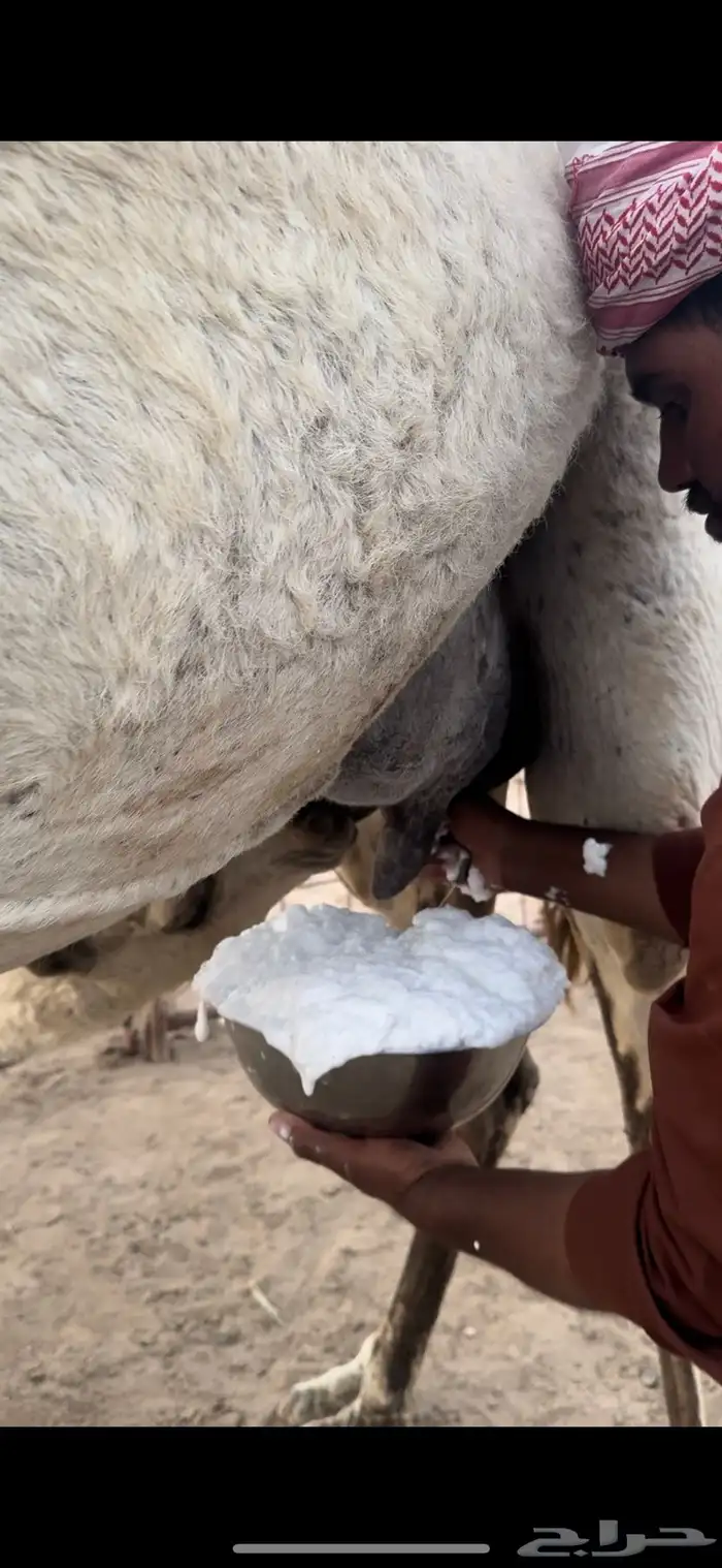 خلفه وضحا تحتها بكره الحليب واجد وهديه ومشروطه 6