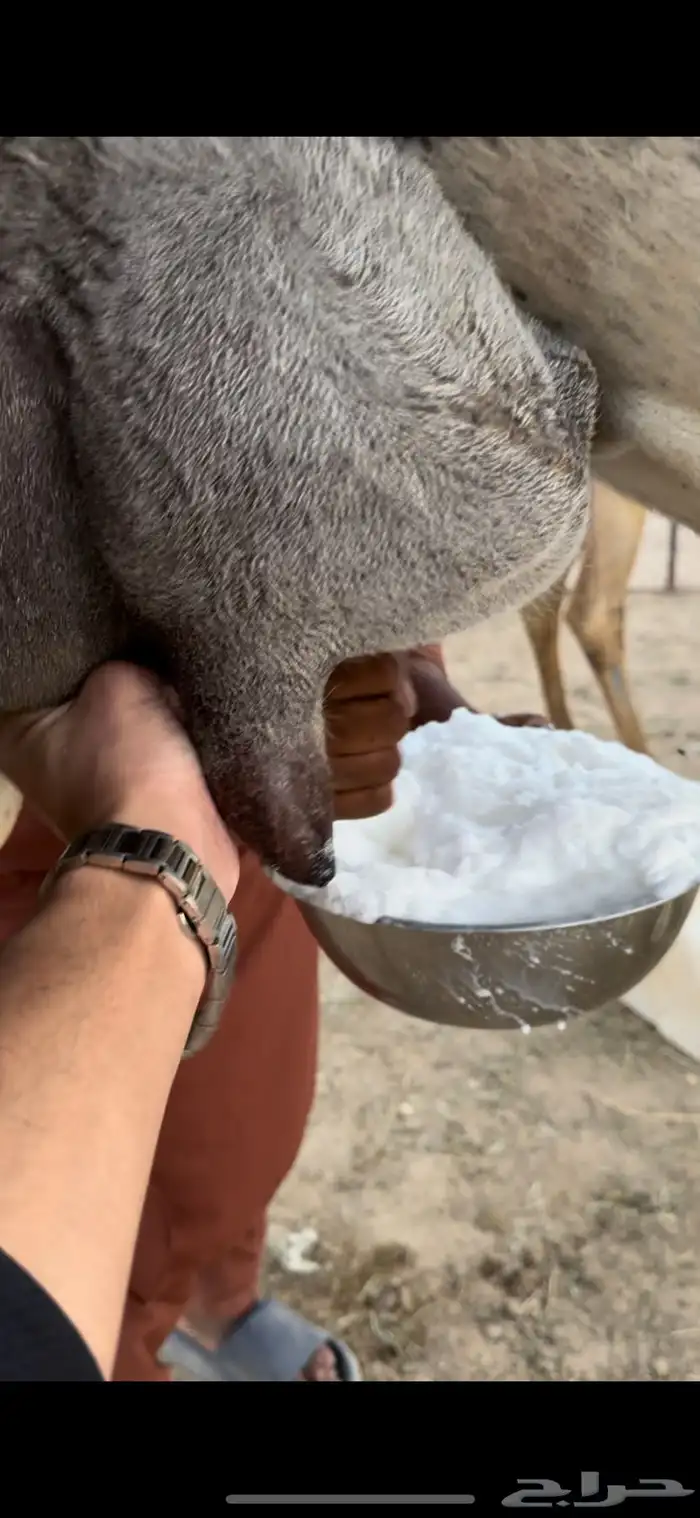 خلفه وضحا تحتها بكره الحليب واجد وهديه ومشروطه 0