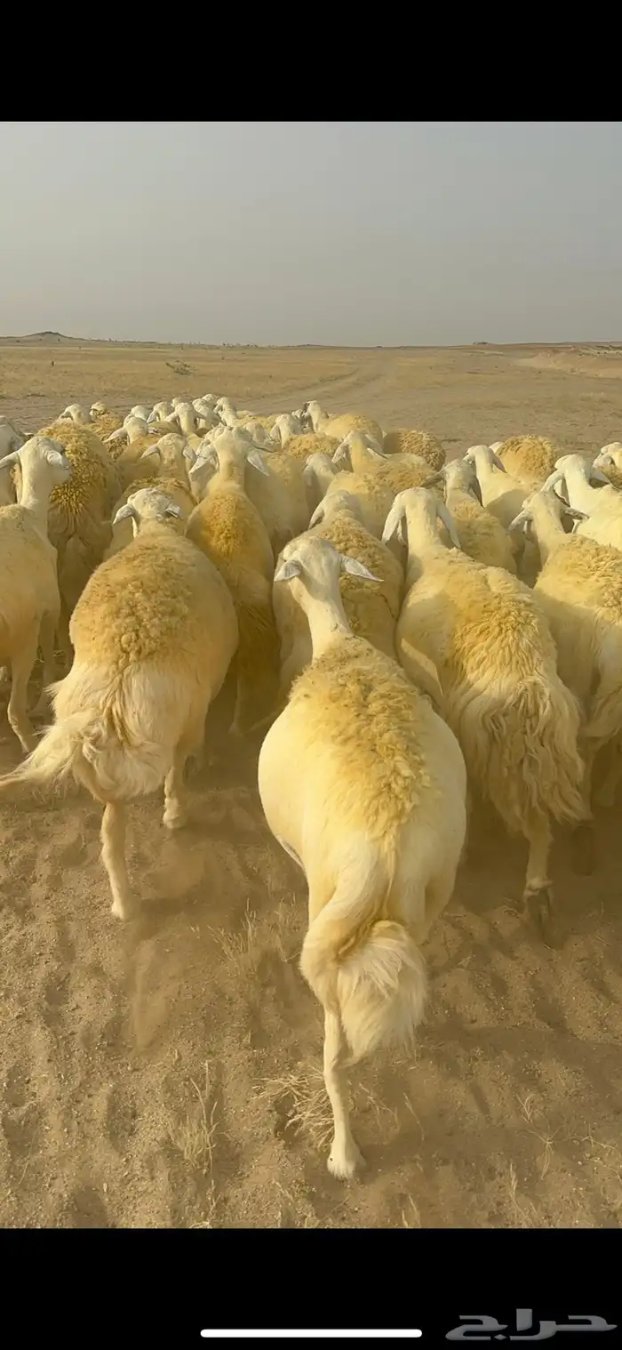 غنم حرية منوة القناي جرروم بمعنا الكلمه 75 تحتها 5 28