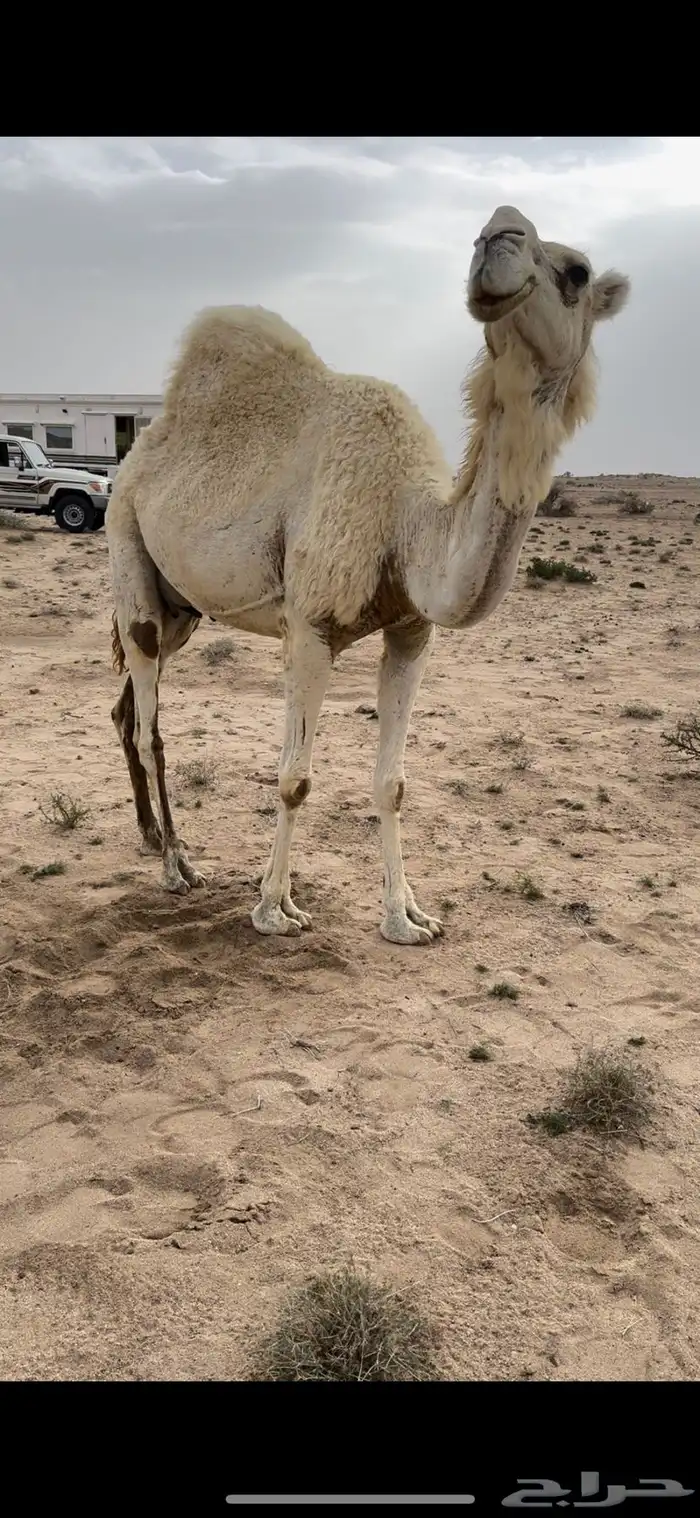 خلفه وضحا تحتها بكره الحليب واجد وهديه ومشروطه 14