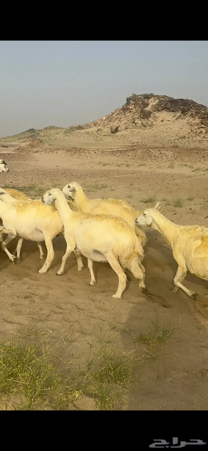 غنم حرية منوة القناي جرروم بمعنا الكلمه 75 تحتها 5 4