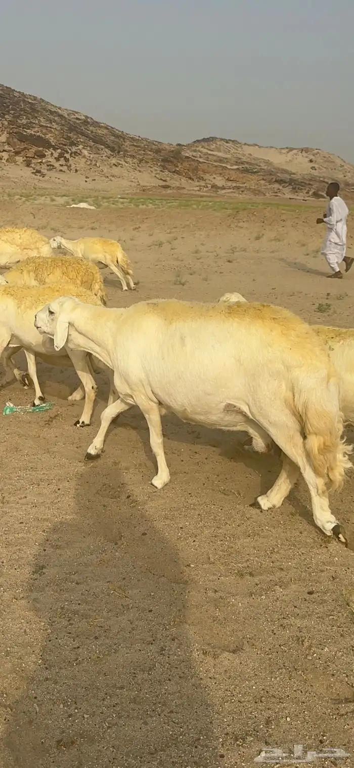 غنم حرية منوة القناي جرروم بمعنا الكلمه 75 تحتها 5 21